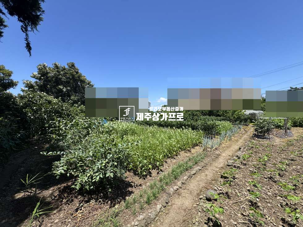 제주 제주시 노형동 제주시 노형동 모양좋은 코너자리 토지매매/인근시세대비 저렴한매가/단독주택, 다가구주택부지로 추천 매매 매물번호 15750 사진 4