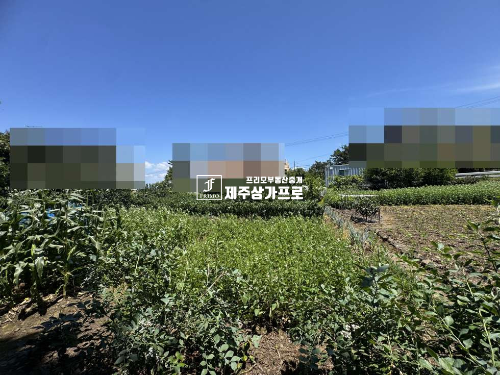 제주 제주시 노형동 제주시 노형동 모양좋은 코너자리 토지매매/인근시세대비 저렴한매가/단독주택, 다가구주택부지로 추천 매매 매물번호 15750 사진 7